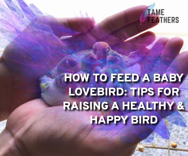 how to feed a baby lovebird