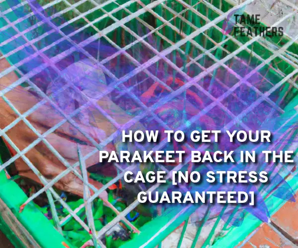 how to get parakeet back in cage