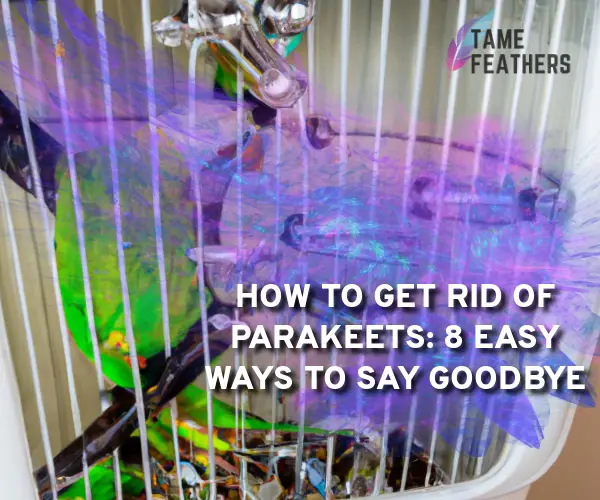 how to get rid of parakeets
