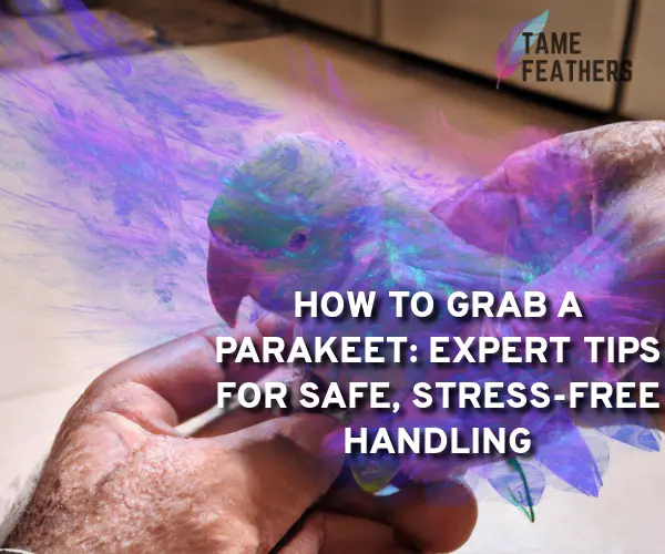 how to grab a parakeet