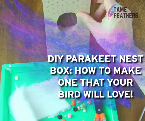 how to make a parakeet nest box