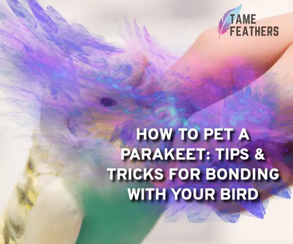 how to pet parakeet