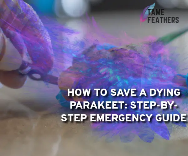how to save a dying parakeet