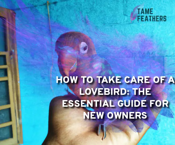 how to take care of a lovebird