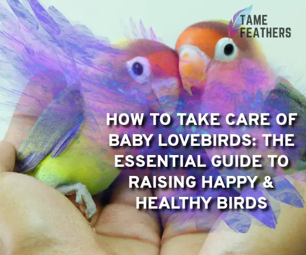 how to take care of baby lovebirds