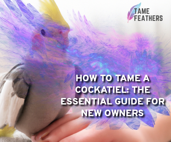 how to tame a cockatiel