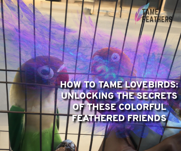 how to tame lovebirds