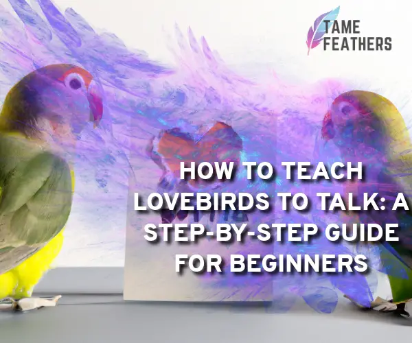 how to teach lovebirds to talk