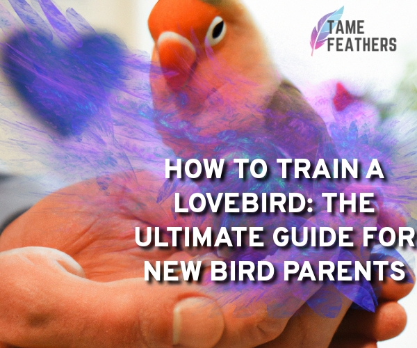 how to train a lovebird