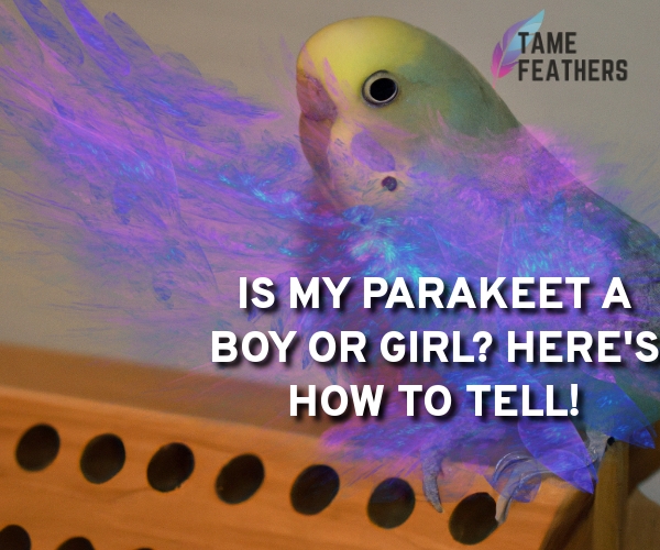 is my parakeet a boy or girl