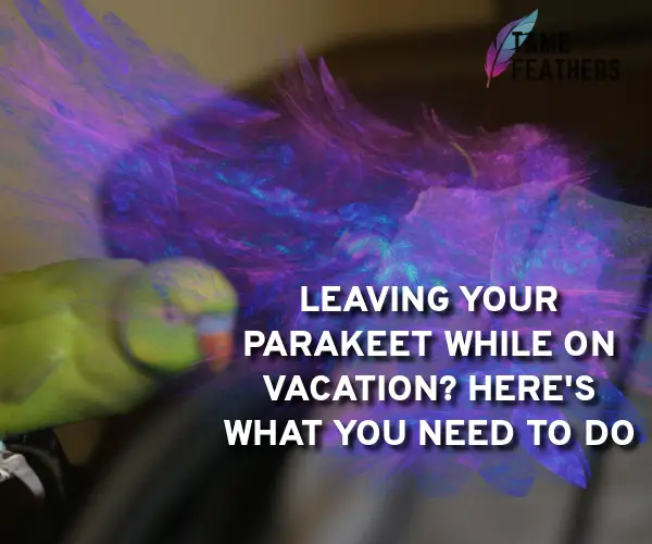 leaving parakeet while vacation