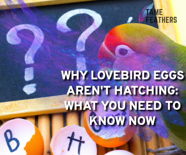 lovebird eggs not hatching