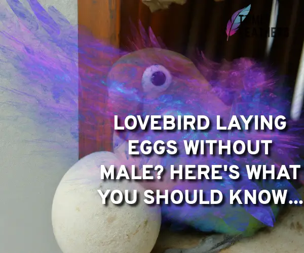 lovebird laying eggs without male