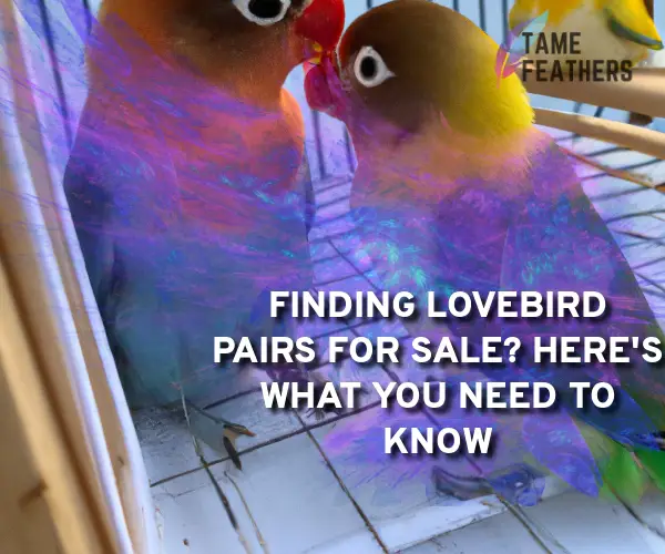 lovebird pairs for sale