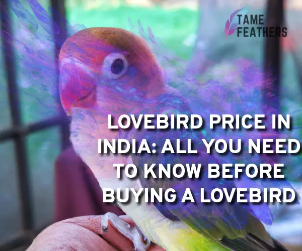 lovebird price in india
