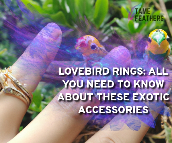 lovebird rings