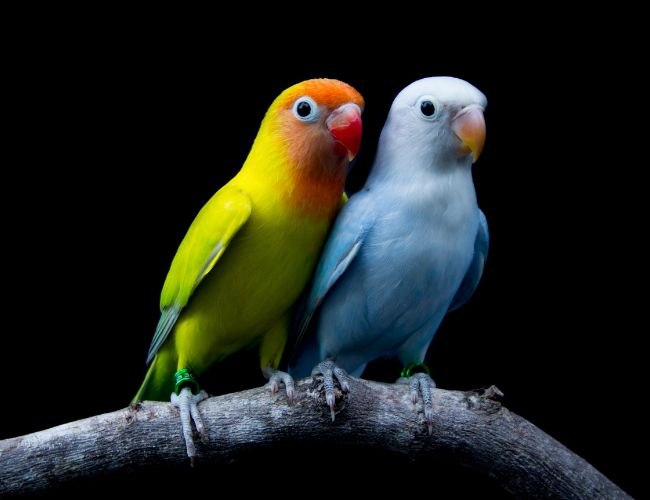 Lovebirds Breeding Age