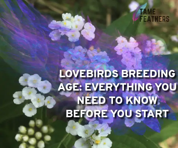 lovebirds breeding age
