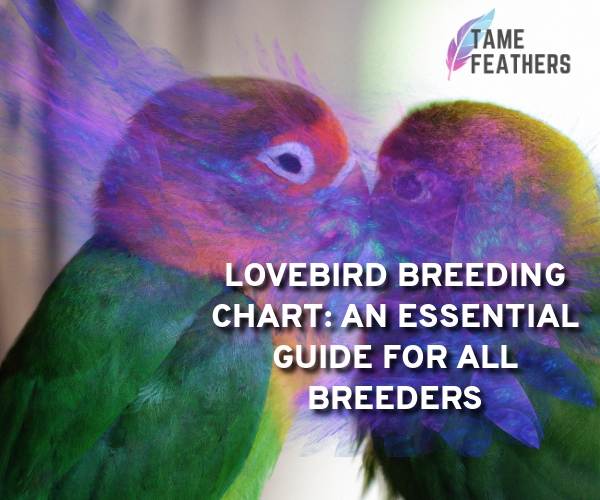 lovebirds breeding chart