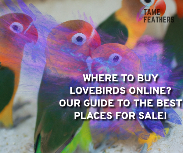 lovebirds for sale online