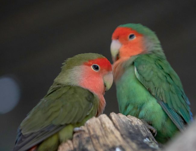 Can Lovebirds Live Outside?