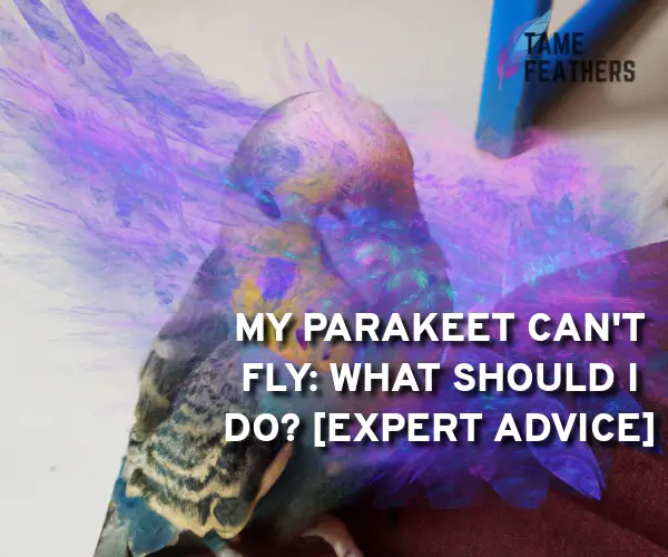my parakeet cant fly