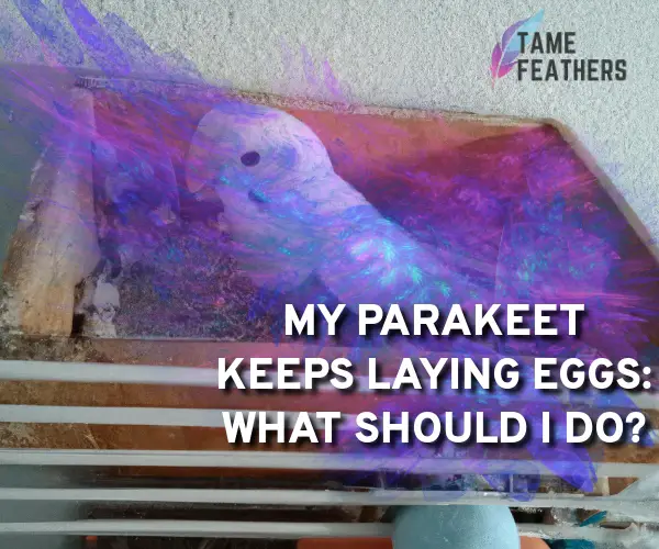 my parakeet keeps laying eggs