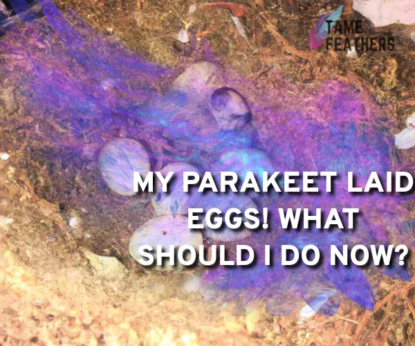 my parakeet laid eggs