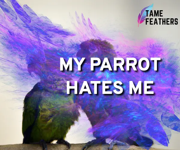 my parrot hates me