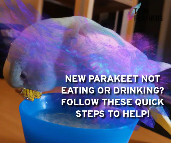 new parakeet not eating or drinking