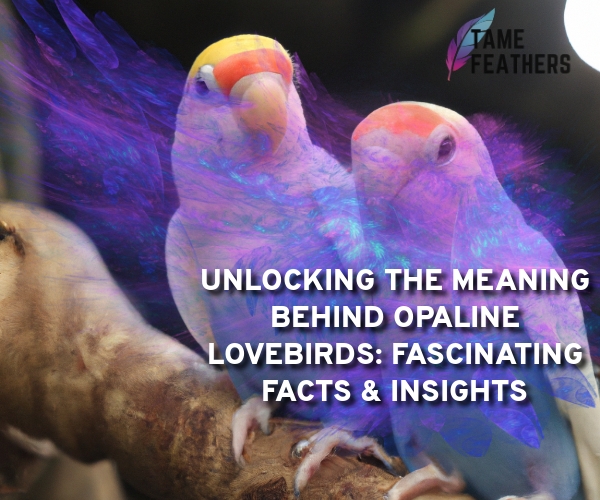opaline lovebirds meaning