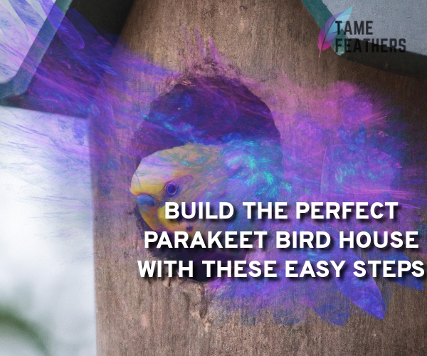 parakeet bird house