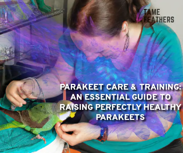 parakeet care and training
