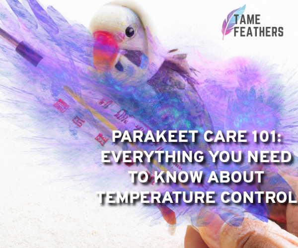 parakeet care temperature