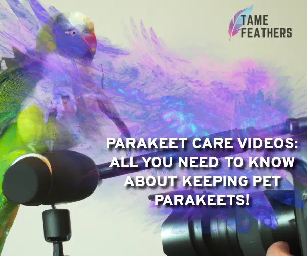 parakeet care videos