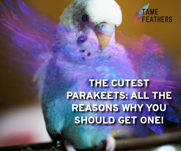 parakeet cute