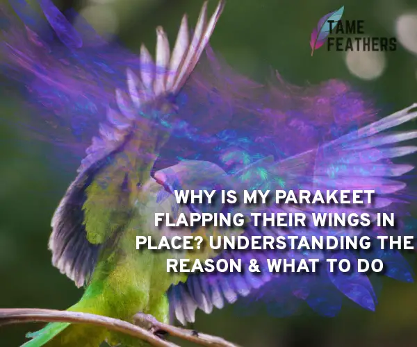 parakeet flapping wings in place