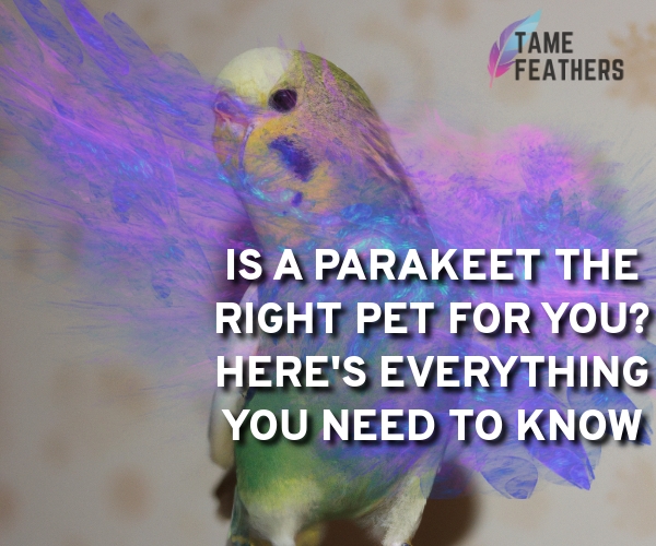parakeet for a pet