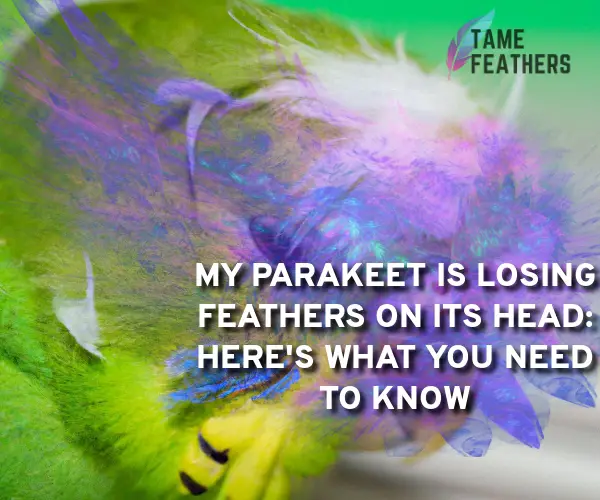 parakeet losing feathers on head