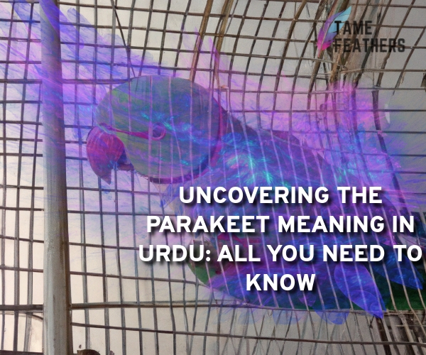 parakeet meaning in urdu