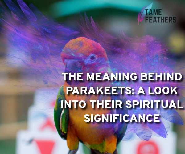 The Meaning Behind Parakeets: A Look Into Their Spiritual Significance -  Tame Feathers