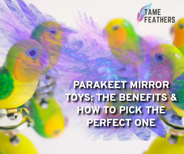 parakeet mirror toys