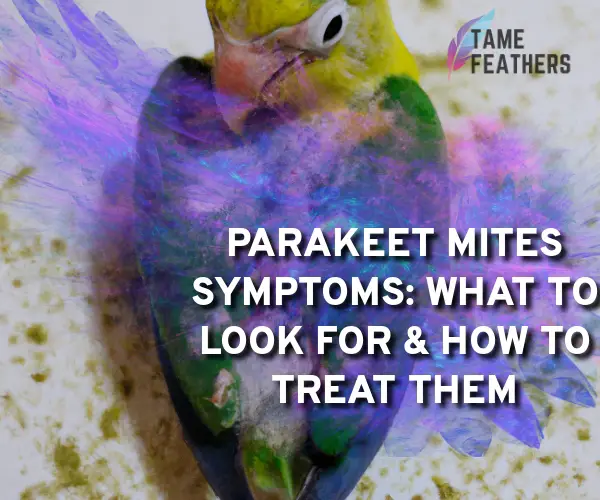 parakeet mites symptoms