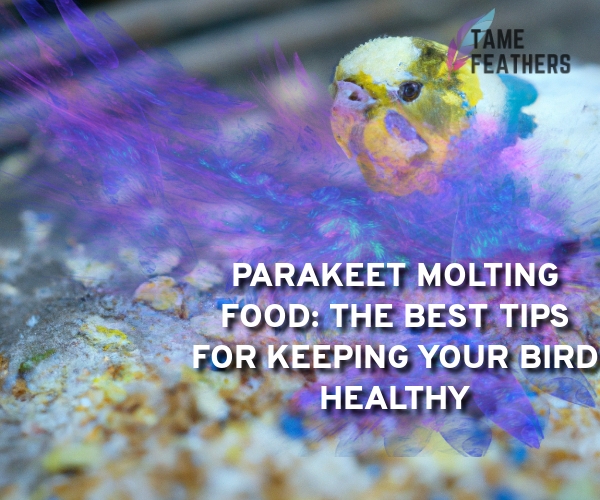 parakeet molting food