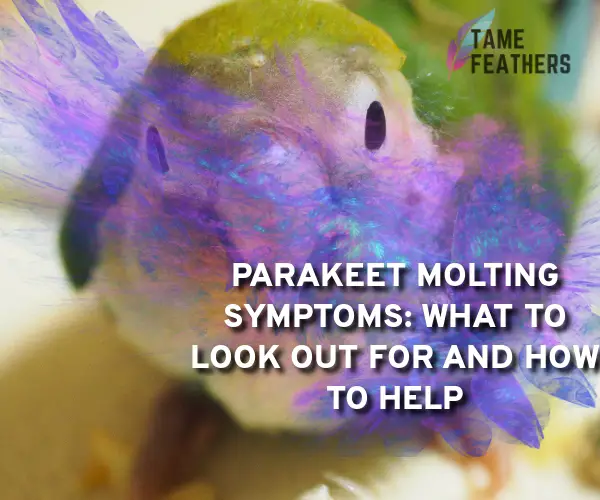 parakeet molting symptoms