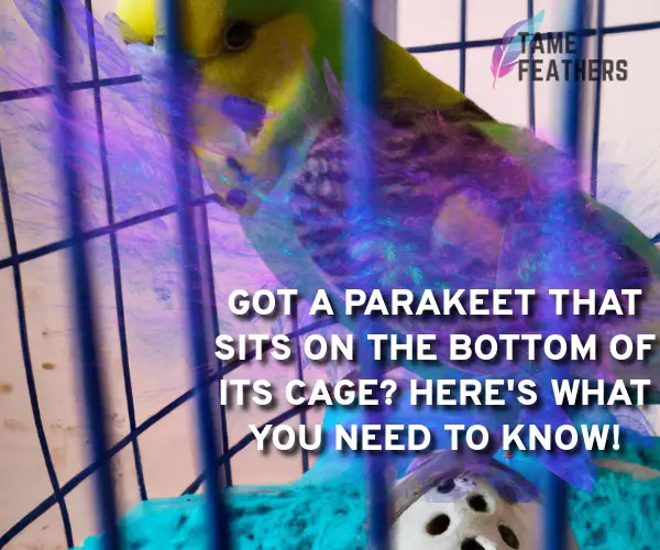 parakeet on bottom of cage