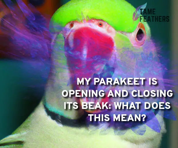 parakeet opening and closing beak