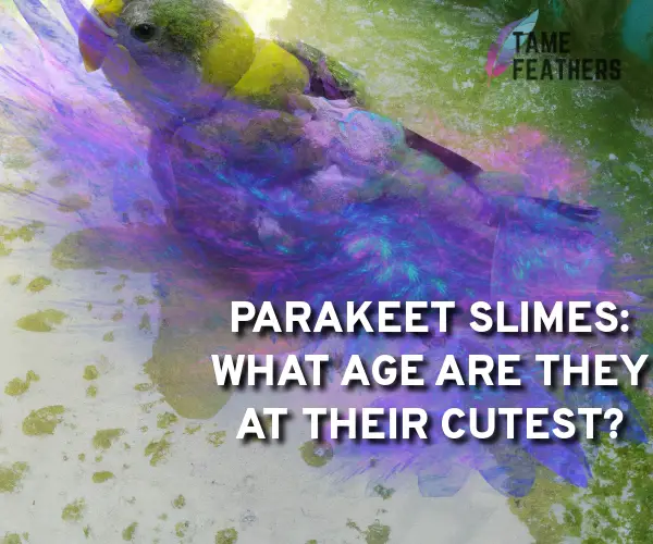Parakeet Slimes: What Age Are They At Their Cutest?