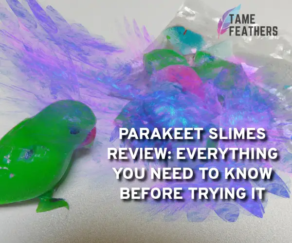parakeet slimes review
