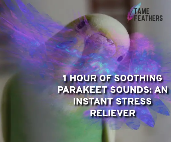 parakeet sounds 1 hour